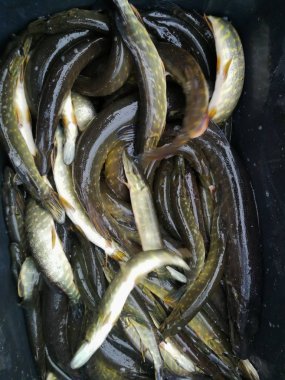 Bir balıkçı tema arka plan