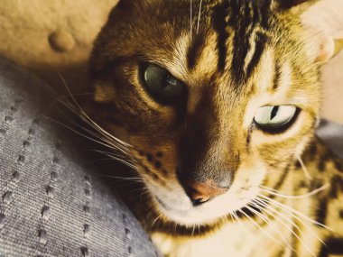 iri gözlü güzel Bengalli kedi