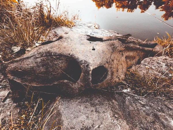 Παλιά driftwood κοντά στη λίμνη — Φωτογραφία Αρχείου