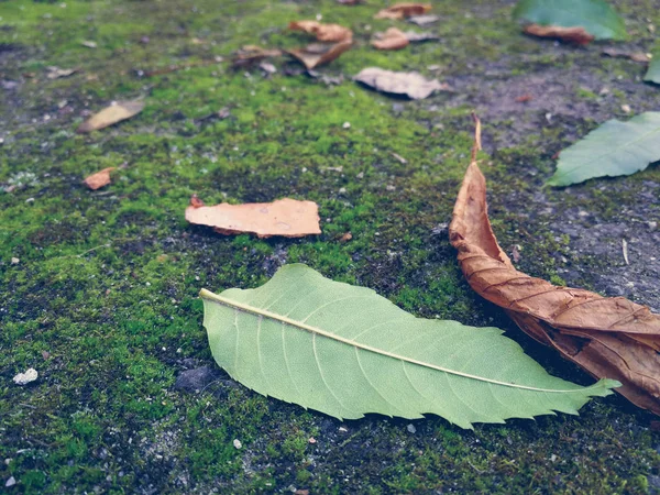 青苔与干燥叶子 — 图库照片