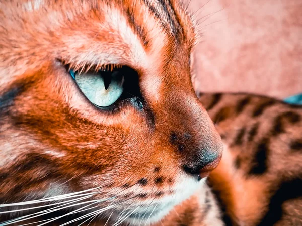 Schöne Bengalikatze mit großen Augen — Stockfoto