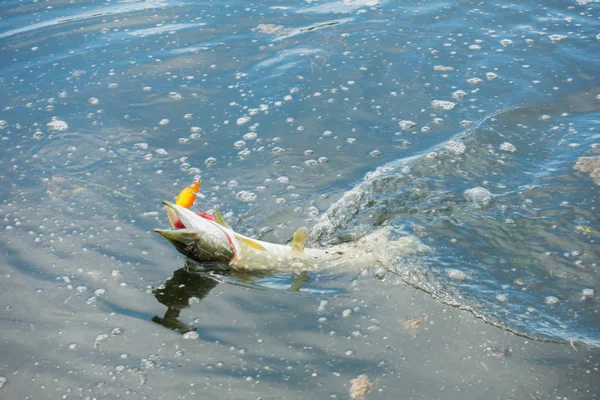 Pike Fishing Wobblers — Stock Photo, Image