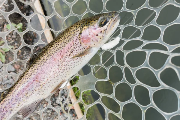 Trout fishing on the lake — Stock Photo, Image