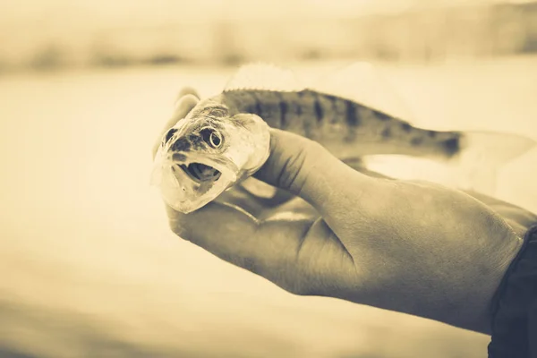 Pêche. Pêcheur et poisson — Photo