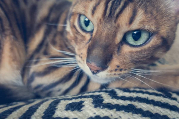 Cute Cat Bengal — Stock Photo, Image