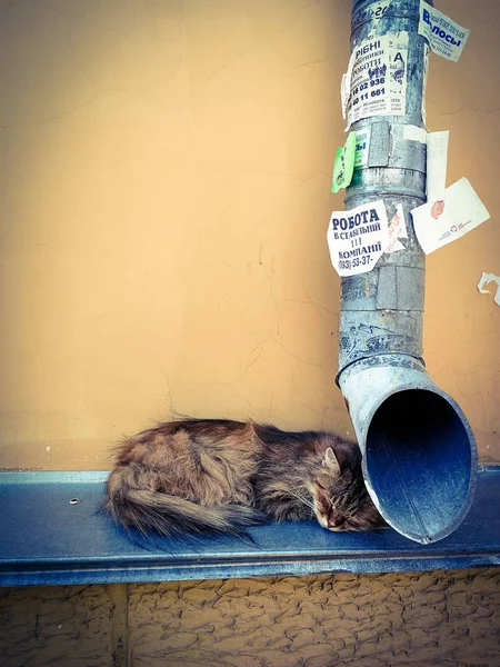 Gato de la calle cerca de la tubería de drenaje — Foto de Stock