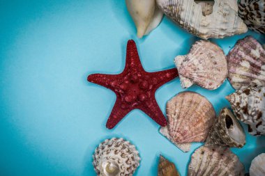 Mavi arka planda deniz kabukları