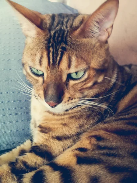 Великий бенгальська кішка з світло-зелені очі — стокове фото