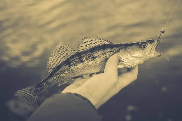 Fishing. Fisherman and fish — Stock Photo, Image