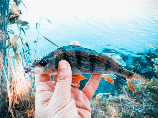 The fisherman is holding a fish — Stock Photo, Image