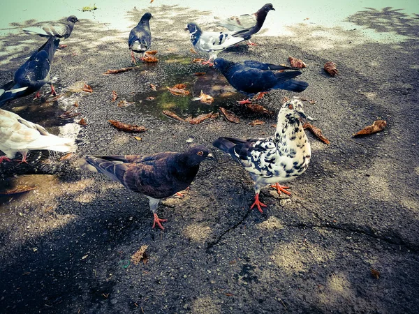 Galambok a parkban — Stock Fotó