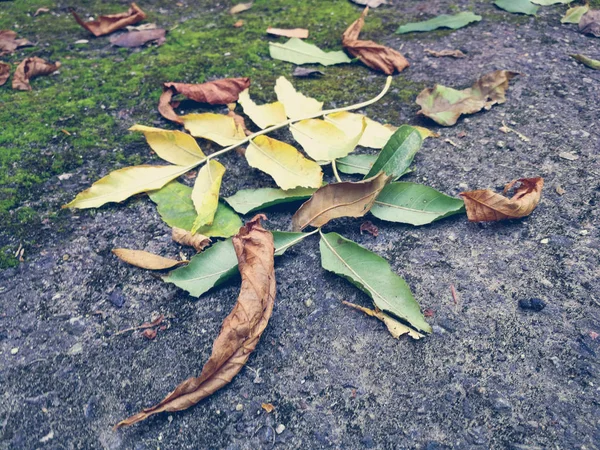 Musgo com folhas secas — Fotografia de Stock
