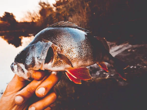 O pescador tem um peixe — Fotografia de Stock