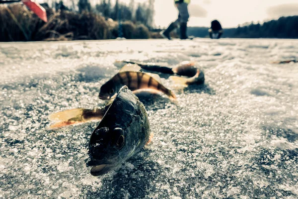 Pesca Invernale Dal Ghiaccio — Foto Stock
