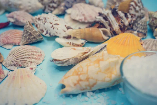 Fondo de conchas marinas sobre fondo azul —  Fotos de Stock