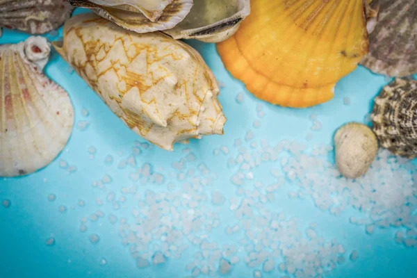 Conchas marinas sobre un fondo azul —  Fotos de Stock