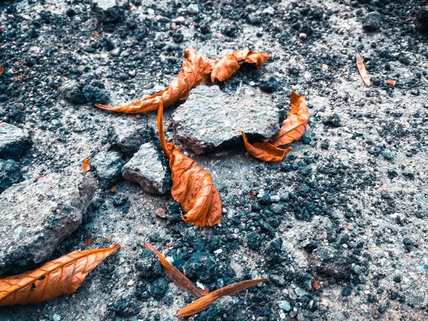 Törött aszfalt, száraz levelei — Stock Fotó