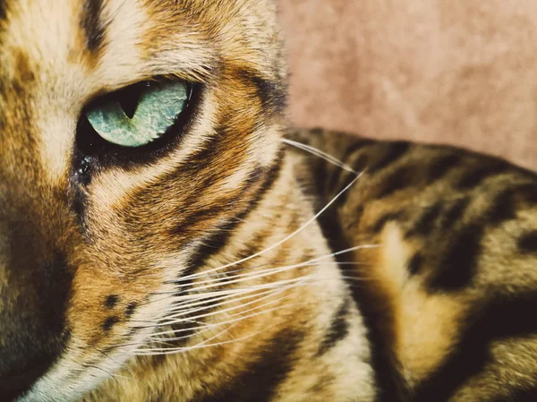 Belo gato bengali com olhos grandes — Fotografia de Stock