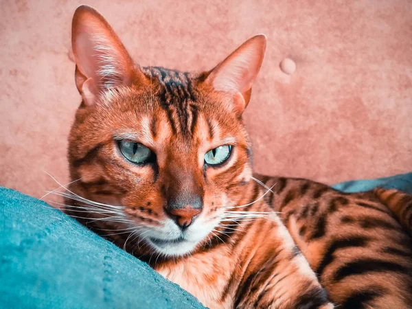 Bengalisk Katt Med Stora Ögon — Stockfoto