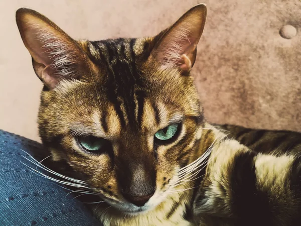 Hermoso gato bengalí con grandes ojos — Foto de Stock