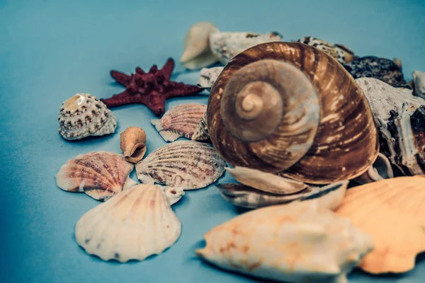 Fundo de conchas do mar em um fundo azul — Fotografia de Stock