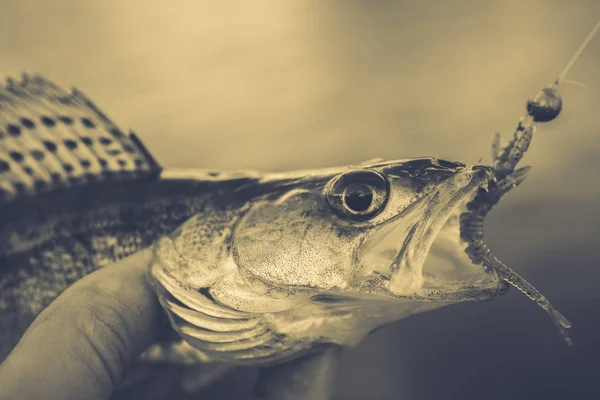 A pescar. Pescador e peixe — Fotografia de Stock