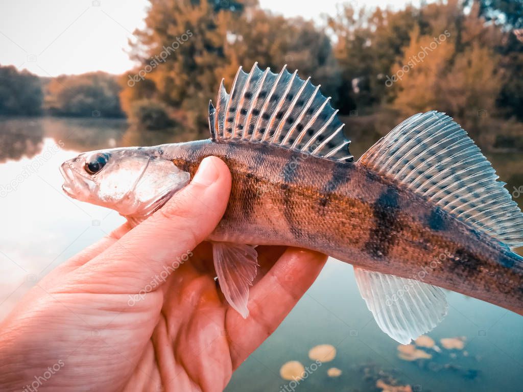 fish pike-perch in the hands of an angler