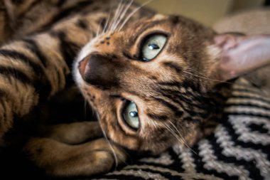 Bengal'in sevimli kedisi