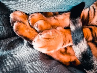 Bengal kedinin pençeleri