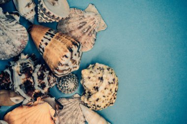 Mavi arka planda deniz kabukları