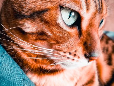 ışık yeşil gözlü büyük Bengal kedi