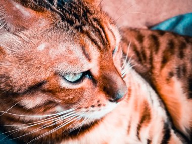 ışık yeşil gözlü büyük Bengal kedi