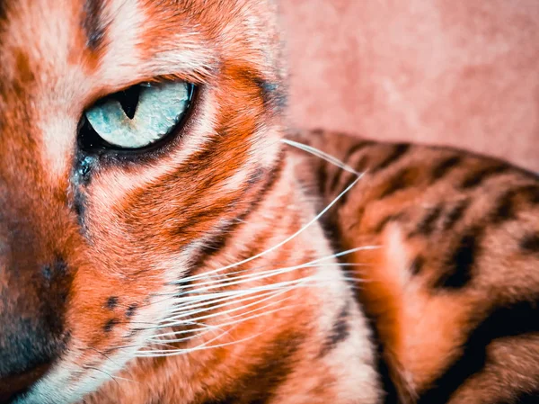 Belo gato bengali com olhos grandes — Fotografia de Stock