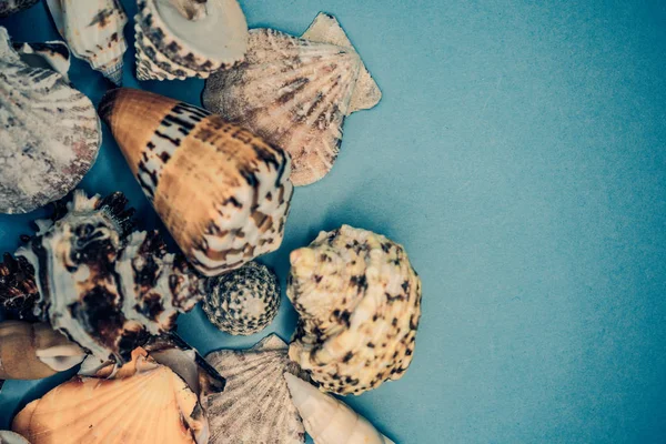 Conchas marinas sobre un fondo azul —  Fotos de Stock