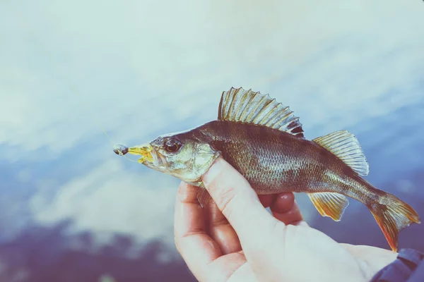 A pescar. Pescador e peixe — Fotografia de Stock