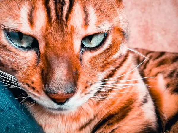 Belo gato bengali com olhos grandes — Fotografia de Stock