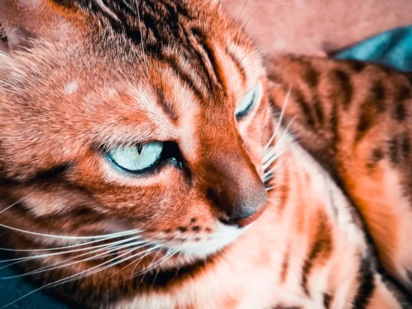 Gato grande de Bengala con ojos verdes claros —  Fotos de Stock