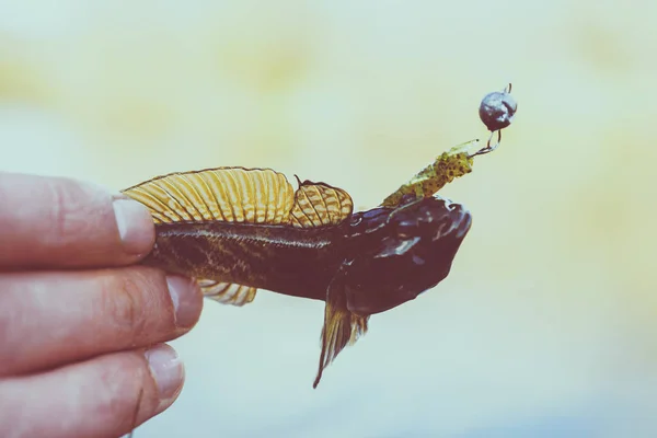 A pescar. Pescador e peixe — Fotografia de Stock