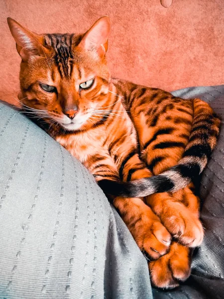 Hermoso gato bengalí con grandes ojos —  Fotos de Stock