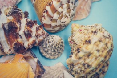 Mavi arka planda deniz kabukları