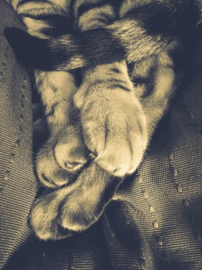 Bengal kedinin pençeleri