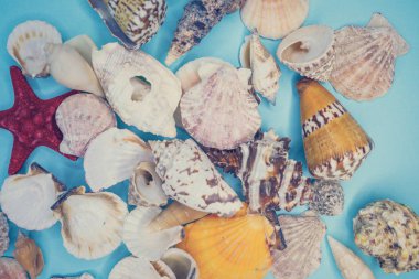 çeşitli şekillerde deniz kabukları arka plan