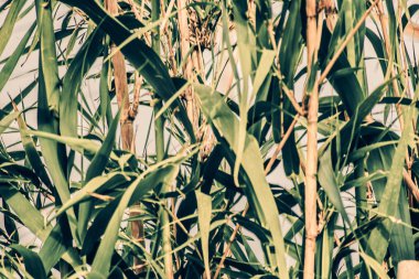 Seascape. Girit'e deniz gezisi