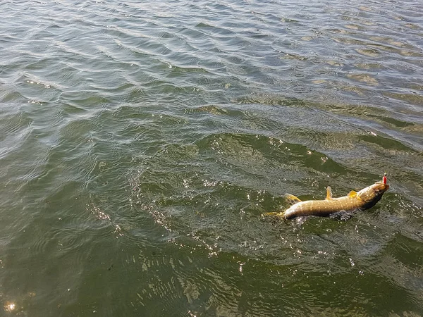 湖での釣り — ストック写真