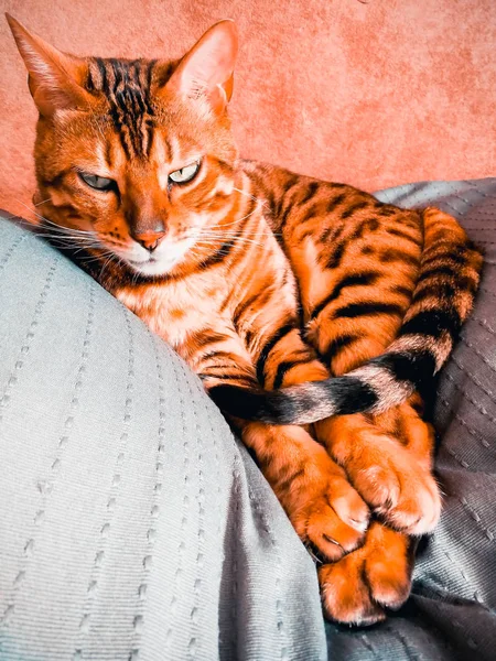 Hermoso gato bengalí con grandes ojos — Foto de Stock