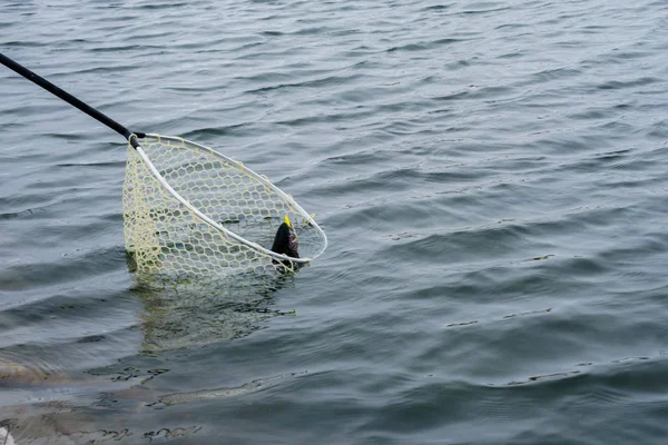 Pesca da truta no inverno no lago — Fotografia de Stock