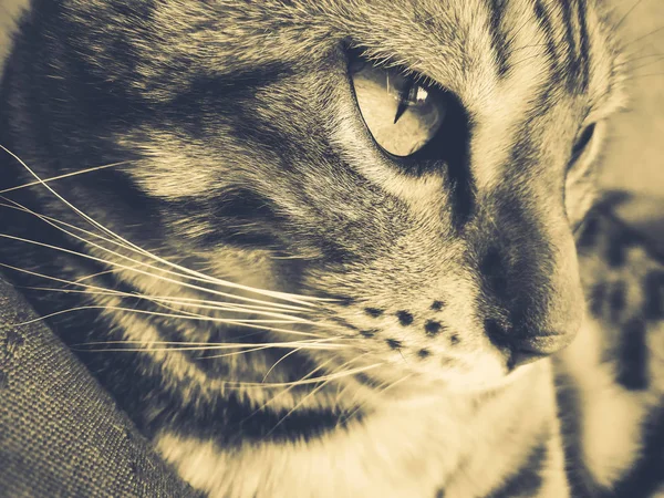 Nagy bengáli macska, világos zöld szemek — Stock Fotó