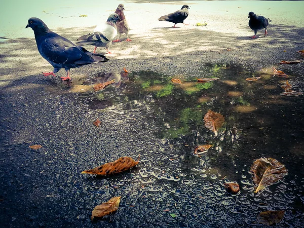 Pombas no parque — Fotografia de Stock