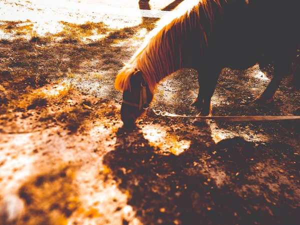 Pony en el césped en verano — Foto de Stock