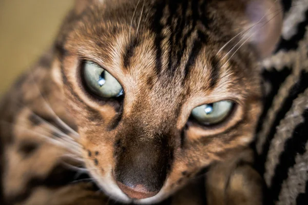 Niedliche Katze Von Bengal — Stockfoto